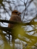 Filename=024_fotowilga~73.JPG
Filesize=240KB
Dimensions=525x700
Date added=Dec 15, 2019 024_fotowilga~73.JPG