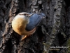 Filename=0250_fotowilga~36.JPG
Filesize=105KB
Dimensions=640x480
Date added=Mar 19, 2017 0250_fotowilga~36.JPG