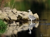 0252_fotowilga~0.JPG