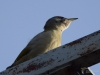Filename=0252_fotowilga~24.JPG
Filesize=209KB
Dimensions=700x525
Date added=Nov 01, 2018 0252_fotowilga~24.JPG