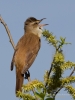 Filename=0253_fotowilga~42.JPG
Filesize=261KB
Dimensions=525x700
Date added=May 03, 2018 0253_fotowilga~42.JPG