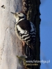 Filename=0258_fotowilga~34.JPG
Filesize=64KB
Dimensions=360x480
Date added=Jun 11, 2017 0258_fotowilga~34.JPG