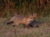 Filename=0258_fotowilga~44.JPG
Filesize=349KB
Dimensions=700x525
Date added=Sep 30, 2018 0258_fotowilga~44.JPG