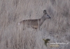 Filename=025_fotowilga~22.JPG
Filesize=121KB
Dimensions=640x457
Date added=Feb 27, 2016 025_fotowilga~22.JPG