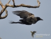 Filename=025_fotowilga~23.JPG
Filesize=76KB
Dimensions=617x480
Date added=Mar 06, 2016 025_fotowilga~23.JPG