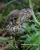 Filename=025_fotowilga~31.JPG
Filesize=68KB
Dimensions=384x480
Date added=Jul 24, 2016 025_fotowilga~31.JPG