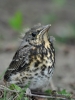 Filename=025_fotowilga~32.JPG
Filesize=261KB
Dimensions=525x700
Date added=Apr 24, 2018 025_fotowilga~32.JPG