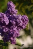 Filename=025_fotowilga~55.JPG
Filesize=267KB
Dimensions=478x700
Date added=Sep 11, 2018 025_fotowilga~55.JPG
