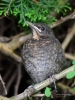 Filename=025_fotowilga~58.JPG
Filesize=292KB
Dimensions=525x700
Date added=Jan 06, 2019 025_fotowilga~58.JPG