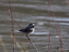 Filename=025_fotowilga~61.JPG
Filesize=242KB
Dimensions=700x525
Date added=Mar 31, 2019 025_fotowilga~61.JPG