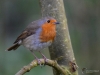 Filename=025_fotowilga~63.JPG
Filesize=263KB
Dimensions=700x525
Date added=May 10, 2019 025_fotowilga~63.JPG