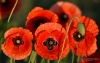 Filename=025_fotowilga~65.JPG
Filesize=238KB
Dimensions=700x443
Date added=Jun 08, 2019 025_fotowilga~65.JPG