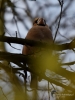 Filename=025_fotowilga~67.JPG
Filesize=235KB
Dimensions=525x700
Date added=Oct 05, 2019 025_fotowilga~67.JPG