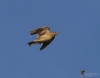 Filename=0260_fotowilga~0.JPG
Filesize=233KB
Dimensions=700x552
Date added=Oct 17, 2021 0260_fotowilga~0.JPG