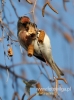 Filename=0261_fotowilga~21.JPG
Filesize=77KB
Dimensions=357x480
Date added=Apr 26, 2016 0261_fotowilga~21.JPG