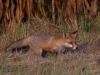 Filename=0262_fotowilga~41.JPG
Filesize=331KB
Dimensions=700x525
Date added=Sep 30, 2018 0262_fotowilga~41.JPG