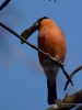 Filename=0263_fotowilga.JPG
Filesize=207KB
Dimensions=525x700
Date added=Nov 01, 2019 0263_fotowilga.JPG