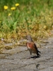 Filename=0263_fotowilga~36.JPG
Filesize=302KB
Dimensions=525x700
Date added=Jun 01, 2017 0263_fotowilga~36.JPG