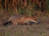 Filename=0263_fotowilga~43.JPG
Filesize=317KB
Dimensions=700x525
Date added=Sep 30, 2018 0263_fotowilga~43.JPG