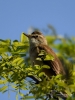 Filename=0266_fotowilga~43.JPG
Filesize=259KB
Dimensions=525x700
Date added=May 11, 2018 0266_fotowilga~43.JPG