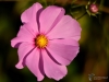 Filename=0266_fotowilga~44.JPG
Filesize=201KB
Dimensions=700x525
Date added=Oct 04, 2018 0266_fotowilga~44.JPG