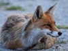 Filename=0269_fotowilga.JPG
Filesize=292KB
Dimensions=700x525
Date added=Aug 21, 2019 0269_fotowilga.JPG