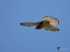 Filename=0269_fotowilga~39.JPG
Filesize=178KB
Dimensions=700x525
Date added=Oct 10, 2018 0269_fotowilga~39.JPG