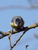 Filename=026_fotowilga~1.JPG
Filesize=238KB
Dimensions=525x700
Date added=Jun 26, 2019 026_fotowilga~1.JPG
