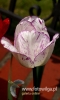 Filename=026_fotowilga~34.JPG
Filesize=66KB
Dimensions=288x480
Date added=Feb 28, 2017 026_fotowilga~34.JPG