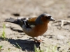 Filename=026_fotowilga~53.JPG
Filesize=255KB
Dimensions=700x525
Date added=Jan 05, 2019 026_fotowilga~53.JPG