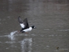 Filename=026_fotowilga~57.JPG
Filesize=277KB
Dimensions=700x525
Date added=Feb 02, 2019 026_fotowilga~57.JPG