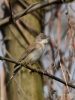 Filename=026_fotowilga~60.JPG
Filesize=238KB
Dimensions=525x700
Date added=Apr 03, 2019 026_fotowilga~60.JPG