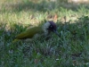 Filename=026_fotowilga~63.JPG
Filesize=319KB
Dimensions=700x525
Date added=Jul 28, 2019 026_fotowilga~63.JPG