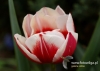 Filename=026_fotowilga~7.JPG
Filesize=75KB
Dimensions=640x457
Date added=Mar 31, 2015 026_fotowilga~7.JPG
