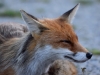 Filename=0272_fotowilga.JPG
Filesize=273KB
Dimensions=700x525
Date added=Aug 20, 2019 0272_fotowilga.JPG