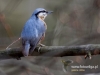 Filename=0273_fotowilga~28.JPG
Filesize=81KB
Dimensions=640x480
Date added=Mar 06, 2017 0273_fotowilga~28.JPG
