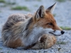 Filename=0274_fotowilga.JPG
Filesize=319KB
Dimensions=700x525
Date added=Aug 20, 2019 0274_fotowilga.JPG