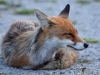 Filename=0275_fotowilga.JPG
Filesize=305KB
Dimensions=700x525
Date added=Aug 21, 2019 0275_fotowilga.JPG