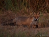 Filename=0275_fotowilga~20.JPG
Filesize=308KB
Dimensions=700x525
Date added=Oct 07, 2018 0275_fotowilga~20.JPG