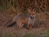 Filename=0276_fotowilga~35.JPG
Filesize=332KB
Dimensions=700x525
Date added=Oct 08, 2018 0276_fotowilga~35.JPG