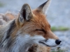 Filename=0278_fotowilga~1.JPG
Filesize=298KB
Dimensions=700x525
Date added=Aug 20, 2019 0278_fotowilga~1.JPG