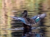 Filename=0279_fotowilga~38.JPG
Filesize=300KB
Dimensions=700x525
Date added=Nov 23, 2018 0279_fotowilga~38.JPG