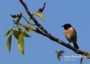 Filename=027_fotowilga~28.JPG
Filesize=66KB
Dimensions=640x457
Date added=Jul 08, 2016 027_fotowilga~28.JPG