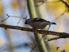 Filename=027_fotowilga~47.JPG
Filesize=212KB
Dimensions=700x525
Date added=Dec 03, 2017 027_fotowilga~47.JPG