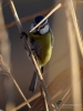 Filename=027_fotowilga~48.JPG
Filesize=219KB
Dimensions=525x700
Date added=Feb 09, 2018 027_fotowilga~48.JPG