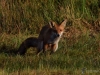 Filename=027_fotowilga~51.JPG
Filesize=381KB
Dimensions=700x525
Date added=Jan 12, 2019 027_fotowilga~51.JPG