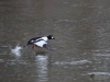 Filename=027_fotowilga~52.JPG
Filesize=300KB
Dimensions=700x525
Date added=Jan 29, 2019 027_fotowilga~52.JPG