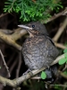Filename=027_fotowilga~56.JPG
Filesize=283KB
Dimensions=525x700
Date added=Mar 22, 2019 027_fotowilga~56.JPG