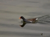 Filename=027_fotowilga~64.JPG
Filesize=209KB
Dimensions=700x525
Date added=Nov 14, 2019 027_fotowilga~64.JPG