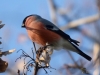 Filename=0282_fotowilga~37.JPG
Filesize=249KB
Dimensions=700x525
Date added=Nov 01, 2019 0282_fotowilga~37.JPG
